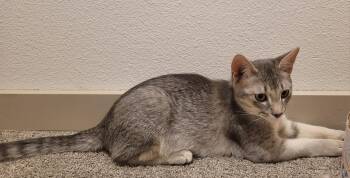 Grape -  Domestic Short Hair Cat for Adoption in Evergreen, Colorado - Grape | PetCurious