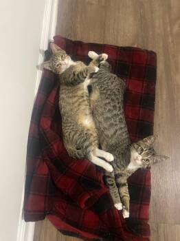 Rescue Domestic Short Hair Cats for Adoption in West New York, New Jersey - Flapjack And Pancake | PetCurious