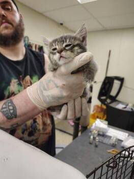 Strawberry Rainbow -  Domestic Short Hair Cat Available for Adoption - Strawberry Rainbow | PetCurious