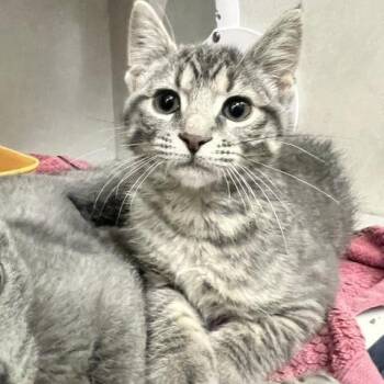 Carl -  Domestic Short Hair Cat for Adoption in Dayton, Ohio - Carl | PetCurious
