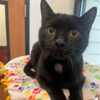 Brody -  Domestic Short Hair Cat for Adoption in Rochester, Minnesota - Brody | PetCurious