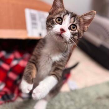 Theo -  Domestic Short Hair Cat for Adoption in Jasper, Indiana - Theo | PetCurious