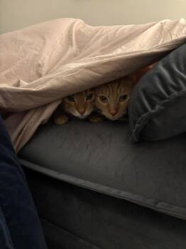 Cheesecake -  Domestic Short Hair Cat for Adoption in Chicago, Illinois - Cheesecake | PetCurious