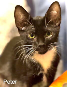 Rescue Domestic Short Hair Cats for Adoption in Reston, Virginia - Peter | PetCurious