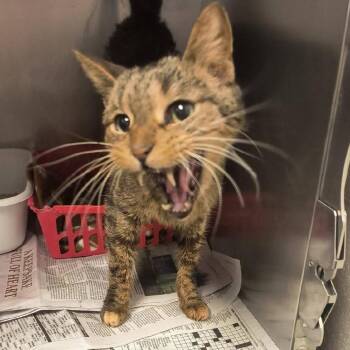 Domestic Short Hair Cats Available for Adoption - Horace | PetCurious