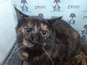 Rescue Domestic Short Hair Cats for Adoption in Orlando, Florida - MIDNIGHT | PetCurious