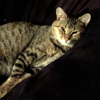 Osiris -  Domestic Short Hair Cat for Adoption in Brownsboro, Alabama - Osiris | PetCurious