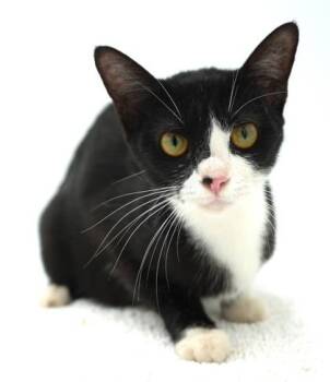 Julie -  Domestic Short Hair Cat for Adoption in Bowling Green, Kentucky - Julie | PetCurious