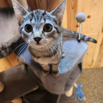 Sunshine MK -  Domestic Short Hair Cat for Adoption - Sunshine MK | PetCurious