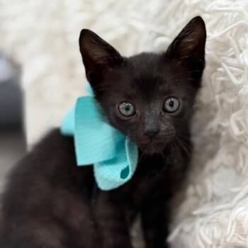 Fergus Outlander -  Bombay and Domestic Short Hair Cat for Adoption in Friendswood, Texas - Fergus Outlander | PetCurious