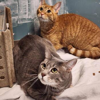 Epic Boy -  Domestic Short Hair Cat for Adoption in Baltimore, Maryland - Epic Boy | PetCurious
