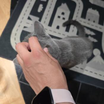 Littlefoot -  Domestic Short Hair Cat for Adoption in Chicago, Illinois - Littlefoot | PetCurious