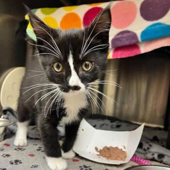 Coven -  Domestic Short Hair Cat for Adoption in Jacksboro, Tennessee - Coven | PetCurious