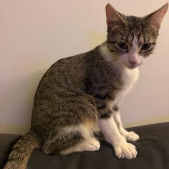 Domestic Short Hair Cats Available for Adoption - Meesha | PetCurious