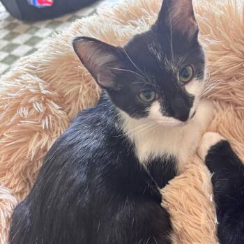 Rescue Domestic Short Hair Cats for Adoption in Los Angeles, California - Pinot Noir | PetCurious