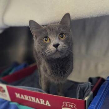 Domestic Short Hair Cats Available for Adoption in Westland, Michigan - Bellamie | PetCurious