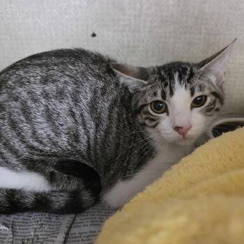  -  Domestic Short Hair Cat for Adoption in Des Moines, Iowa | PetCurious