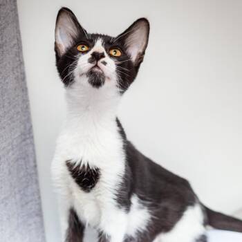 Curly -  Domestic Short Hair Cat for Adoption in Hattiesburg, Mississippi - Curly | PetCurious