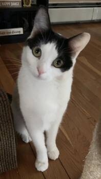 Domestic Short Hair Cats Available for Adoption in Salem, New Hampshire - Skye | PetCurious