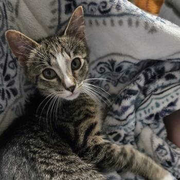 Tahquamenon -  Domestic Short Hair Cat for Adoption in Swartz Creek, Michigan - Tahquamenon | PetCurious