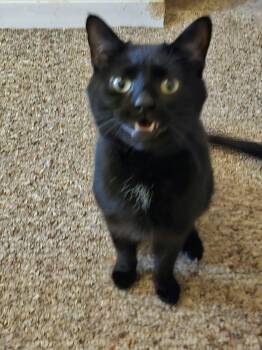 Domestic Short Hair Cats Available for Adoption - Sammy: Not At Shelter | PetCurious