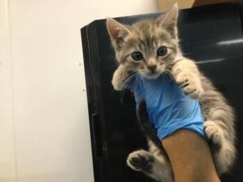 Domestic Short Hair Cats Available for Adoption in Thousand Palms, California - A1916782 | PetCurious