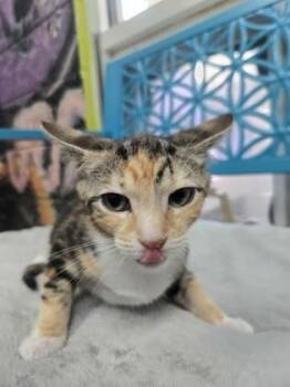 Saturn -  Domestic Short Hair Cat for Adoption in Savannah, Georgia - Saturn | PetCurious