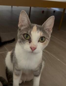 Fiona -  Domestic Short Hair Cat for Adoption in Sebastian, Florida - Fiona | PetCurious