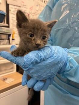 Jessie Pinkman -  Domestic Short Hair Cat for Adoption in Fresno, California - Jessie Pinkman | PetCurious