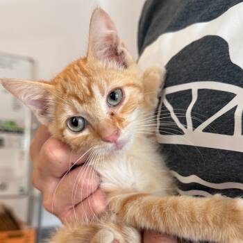 Rescue Domestic Short Hair Cats for Adoption in San Antonio, Texas - Pumpkin Doodle | PetCurious