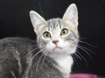 Juliana -  Domestic Short Hair Cat for Adoption in Portland, Oregon - Juliana | PetCurious