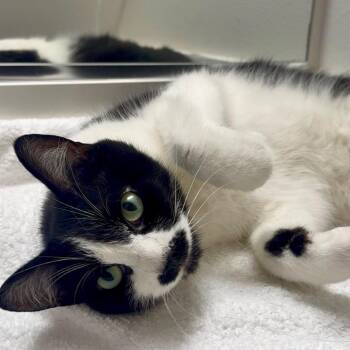 Pistachio -  Domestic Short Hair Cat for Adoption in Long Beach, California - Pistachio | PetCurious