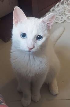 Rescue Turkish Van Cats for Adoption in Vaughan, Ontario - Sugar J | PetCurious
