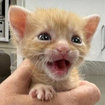 Sprout -  Domestic Short Hair Cat for Adoption in Orlando, Florida - Sprout | PetCurious