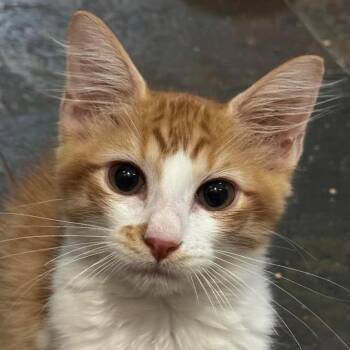 Mariposa -  Domestic Medium Hair Cat for Adoption in League City, Texas - Mariposa | PetCurious