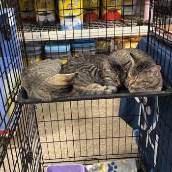 Starfire -  Domestic Short Hair Cat for Adoption in Harrisonburg, Virginia - Starfire | PetCurious