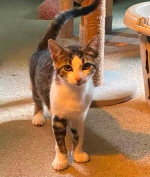Dot -  Domestic Short Hair Cat for Adoption in Carnegie, Pennsylvania - Dot | PetCurious