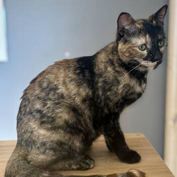Tortoiseshell Cats Available for Adoption - UNIQUE | PetCurious