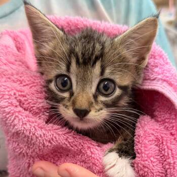 Dog Yard Donation -  Domestic Short Hair Cat Available for Adoption in Boerne, Texas - Dog Yard Donation | PetCurious