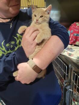 Rescue Domestic Short Hair Cats for Adoption in Ashland, Wisconsin - Bono | PetCurious