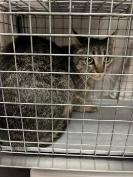 CHICA -  Domestic Short Hair Cat for Adoption in Las Vegas, Nevada - CHICA | PetCurious