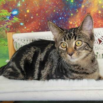 Rescue Tabby and Domestic Short Hair Cats for Adoption in Greensburg, Pennsylvania - Ducky | PetCurious