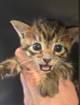 Gracie -  Domestic Short Hair Cat for Adoption in Bossier City, Louisiana - Gracie | PetCurious
