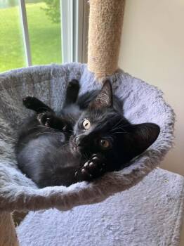Domestic Short Hair Cats Available for Adoption in Elyria, Ohio - Avril | PetCurious