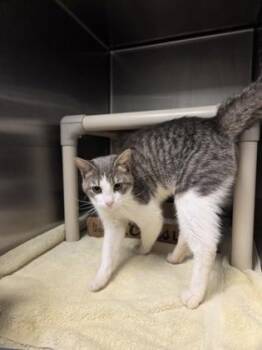Genevieve -  Domestic Short Hair Cat for Adoption in Fallston, Maryland - Genevieve | PetCurious