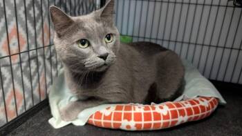 Chartreux and Russian Blue Cats Available for Adoption - Precious | PetCurious