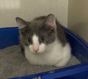 Eugene -  Domestic Short Hair Cat for Adoption in Winnipeg, Manitoba - Eugene | PetCurious