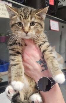 Rescue Domestic Short Hair Cats for Adoption in Dayton, Minnesota - Potatoes | PetCurious