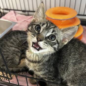 Chamomile -  Domestic Short Hair Cat for Adoption in Oakland, California - Chamomile | PetCurious