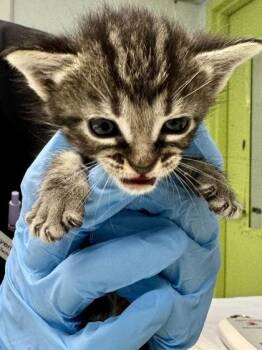 Perseverance -  Domestic Short Hair Cat for Adoption in Daytona Beach, Florida - Perseverance | PetCurious